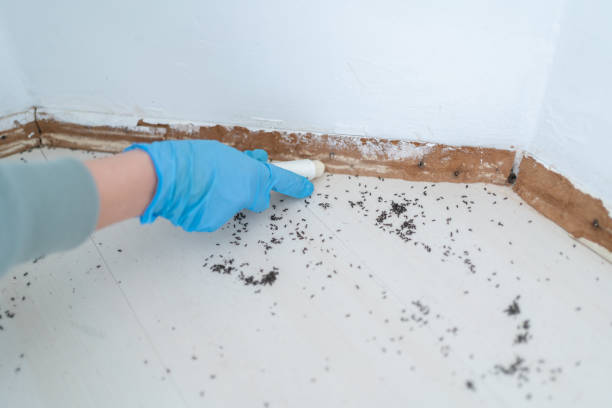 Best Rat Extermination Near Me  in Mount Arlington, NJ